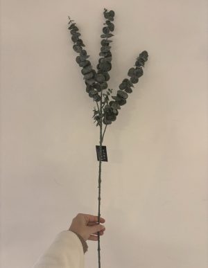 Alternative view of eucalyptus